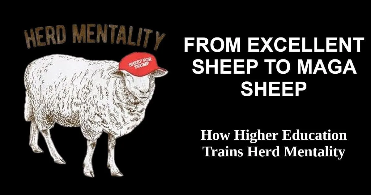 Sheep wearing MAGA hat illustrating excellent sheep to MAGA sheep herd mentality transition